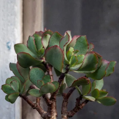 Толстянка древовидная (Crassula arborescens) - PictureThis