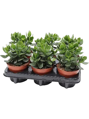 Crassula portulacea | Отдел «Ботанические экспозиции»