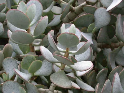 Crassula arborescens (Silver Dollar Plant) - World of Succulents | Silver  dollar plant, Jade plants, Silver plant