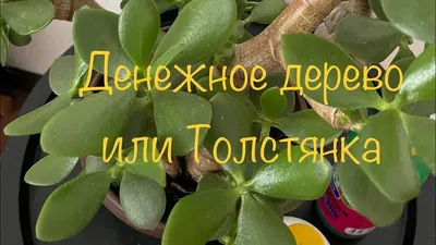 Толстянка яйцевидная - Толстянка - Суккуленты - Комнатные растения -  GreenInfo.ru