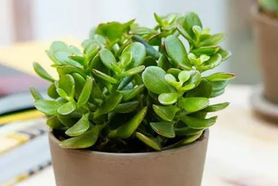 Толстянка (crassula) - денежное дерево, содержание и уход