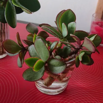 Растение ⌀ 5 Crassula ARBORESCENS (SILVER DOLLAR, Крассула, Толстянка):  купить c доставкой почтой 🌸 Адениум дома