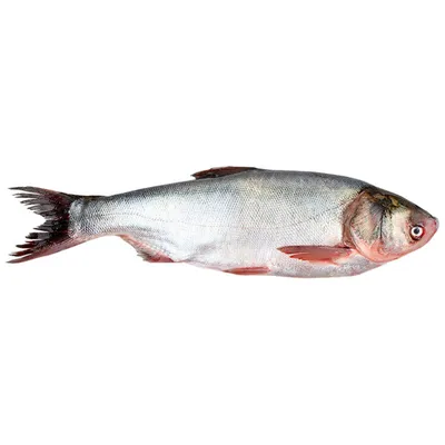Толстолобик — Правдинское рыбоводное хозяйство