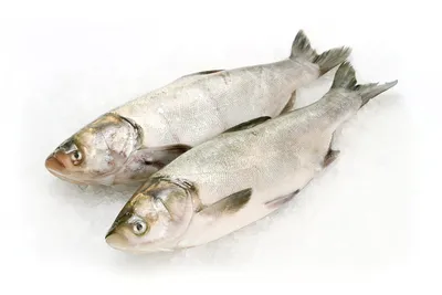 Рыба Толстолобик Свежий - «Вкусная, недорогая рыба» | отзывы