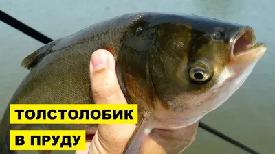 Рыба Толстолобик Свежий - «Толстолобик это кто? Как его вкусно  приготовить?! » | отзывы