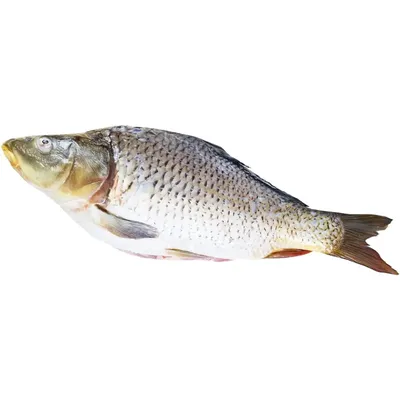 Толстолобик живой для пруда - купить зимующую рыбу для очистки от водорослей