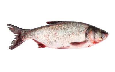 Рыба толстолобик