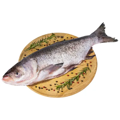 Разведение толстолобика в пруду как бизнес идея | Рыбоводство | Рыба  толстолобик - YouTube