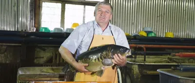 Почему карп получил титул рыбы счастья, и чем толстолобик превосходит  горбушу* - Минск-новости