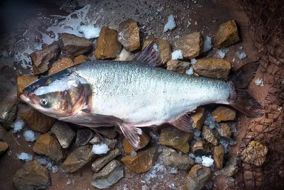 Толстолобик 13-15 см - рыба чистильщик для пруда, фильтрует «зелёную воду»  — Интернет-магазин — АкваЛайн