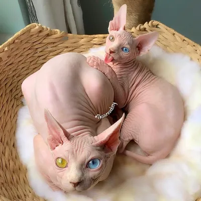 Одежда для кошек без волос, Сфинкс, Devon Rex, одежда для домашних  животных, водолазка, толстый теплый свитер для кошек, котята, одежда для  кошек | AliExpress