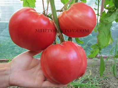 Бычье сердце»: чем полезен самый мясистый сорт томатов — ЗдоровьеИнфо