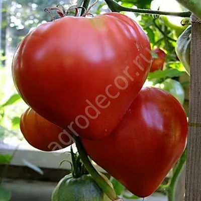 Томат Бычье сердце (А) (плоды красные, конусовидные (напоминают форму сердца))  590 руб. AGRO4665