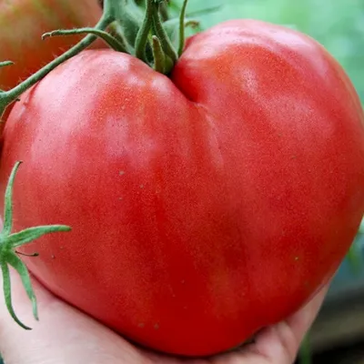 Купить Томат Бычье Сердце в Минске. Семена томатов почтой.