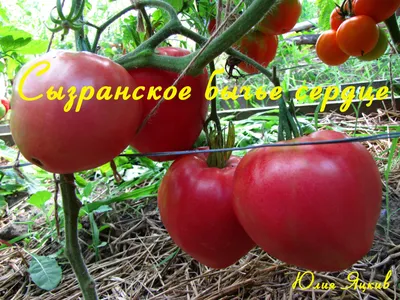 Томат Бычье сердце оранжевое «Сибирский сад» в Перми – купить семена