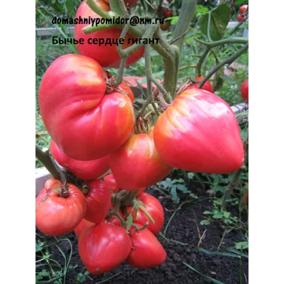 Купить семена Томат \"Бычье сердце\" в садовом центре «Три сезона»