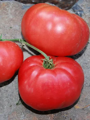 Томаты Агрофирма Аэлита томат - купить по выгодным ценам в  интернет-магазине OZON (836740524)