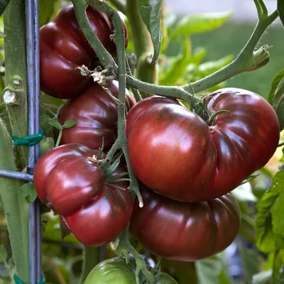 Семена томат Черный слон высокорослый крупноплодный (25 семян)  (ID#983645576), цена: 9 ₴, купить на Prom.ua