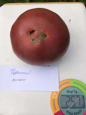 Семена томатов (помидор) Черный Слон купить в Украине | Веснодар