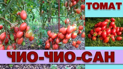 Семена Томат \"Чио-чио-сан оранжевый\", 0,1 г купить по цене 52 ₽ в  интернет-магазине KazanExpress