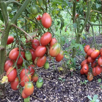 Томат Чио-чио-сан автор. 🍅 купить с доставкой почтой, цены, фото в  интернет-магазине Dolinasad.by