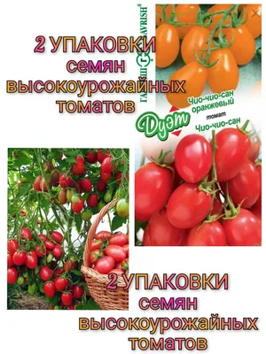 Помидор Чио-Чио Сан 0,1г - семена купить в Киеве, Украине фото, отзывы,  описание - Дачник