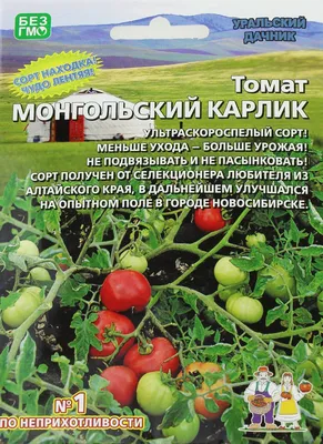 Томат Дачник (Лучшие сорта томатов) - YouTube