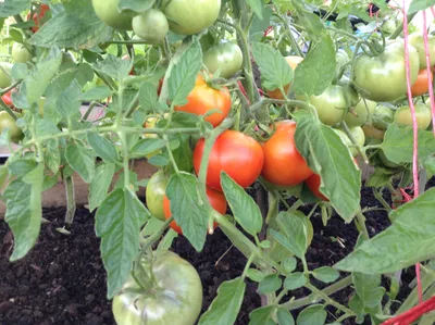 Семена томат Уральский дачник Сластена 26933 1 уп. - характеристики и  описание на Мегамаркет