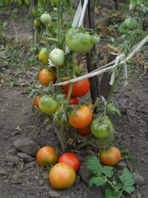 Оксана Бухгалтерский огород | Сортовой томат \"Дачник\". Устойчив к  фитофторе, завязь 100% в жару, холод и засуху. Такой урожайности не  ожидала! | Дзен