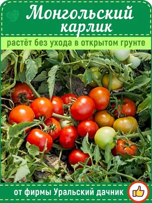 Семена томат Уральский дачник Мальвина черри 23352 1 уп. - купить в Москве,  цены на Мегамаркет