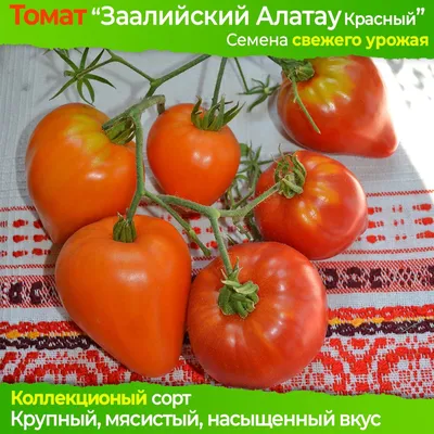 Томат Триколор (Tricolor) - Семена Томатов