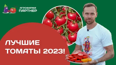 Томат Крупная сливка 20шт, семена | Купить в интернет магазине Аэлита