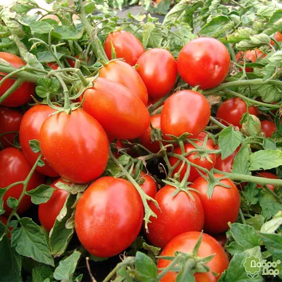 Семена томатов (помидор) VP-2 F1 купить в Украине | Веснодар