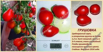 Грушовка - Г — сорта томатов - tomat-pomidor.com - отзывы на форуме |  каталог