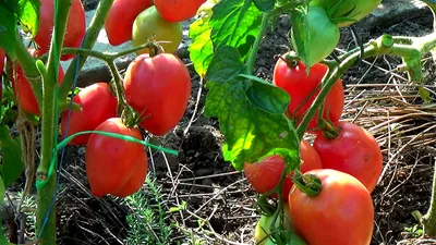Сорта томатов: Московская грушовка и Петруша огородник - YouTube