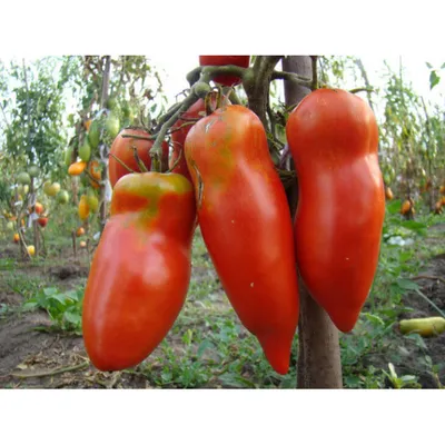 Томат Грушовка - фото урожая, цены, отзывы и особенности выращивания