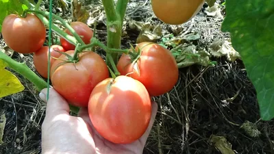 Грушовка - Г — сорта томатов - tomat-pomidor.com - отзывы на форуме |  каталог