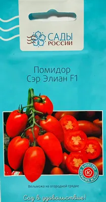 Томат – купить Голландские семена овощей и цветов на дачу почтой | ЛЕТО -  Семена для профессионалов