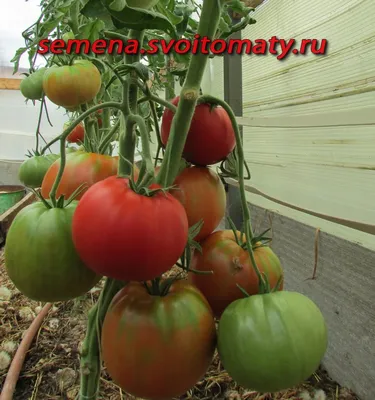 Томат - Юсуповские - Один из лучших красных крупноплодов