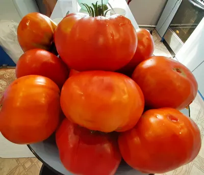 Юсуповские био-помидоры