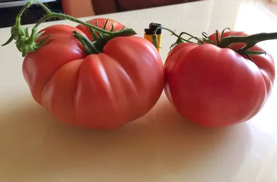Юсуповский сорт томата