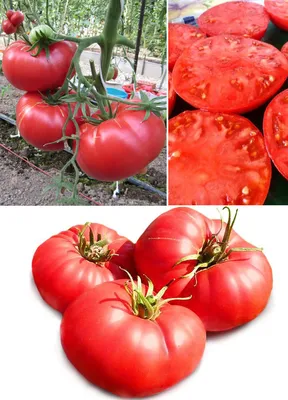 Томат Сержант Пеппер💜 #томаты#помидоры#сортовыетоматы#семенатоматов#а... |  TikTok