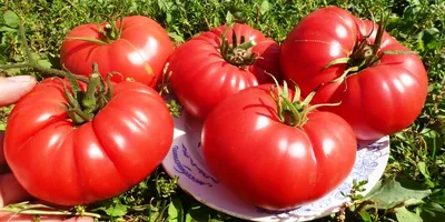Томат Юсуповский🍅 #томаты#помидоры#сортовыетоматы#семенатоматов#афтом... |  TikTok