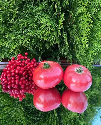 Плоскоокруглые сорта розовых томатов - томат Юсуповский, купить семена томата  Юсуповский нп сайте Томатный мир
