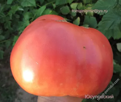 Сорт томата Сызранская пипочка - «Вкусный, красивый и урожайный томат.» |  отзывы