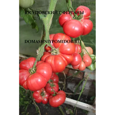 Плоскоокруглые сорта розовых томатов - томат Юсуповский, купить семена томата  Юсуповский нп сайте Томатный мир