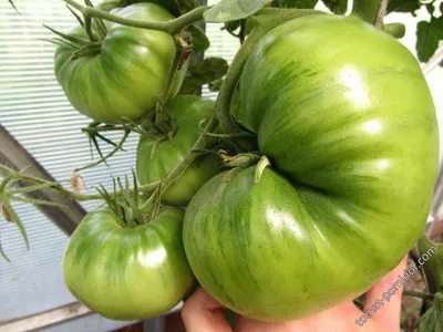 Юсуповские (Узбекские) | Семена редких сортов томатов