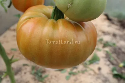 Семена томата Юсуповский - «Урожайные томаты. Для теплицы и улицы. Вкусные,  но не дотянул до пяти звёзд, есть один недостаток.» | отзывы