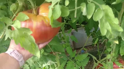 Купить самарские и сызранские семена томатов