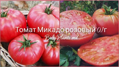 Томат Микадо Розовый 20шт Полудет Ср (Сиб сад): продажа, цена в Гомеле.  Семена и рассада овощных культур от \"ХозТовары\" - 158153400